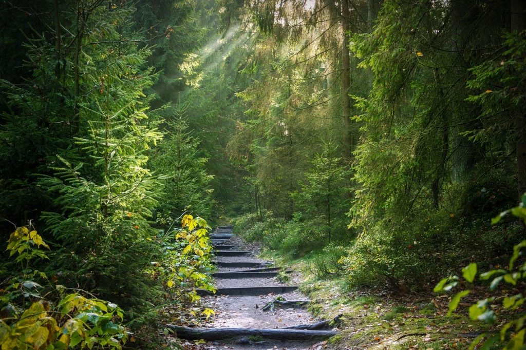 Forest Away Forest Path Path Trees  - Seaq68 / Pixabay